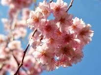 【みなみの桜と菜の花まつり】早春のお花を見に行こう！★地魚グルメも満喫♪[1泊2食付]
