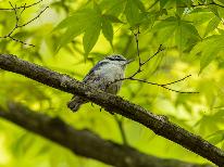 【バードウォッチング】国内有数の野鳥の宝庫、戸隠高原バードウォッチングプラン【1泊2食付】