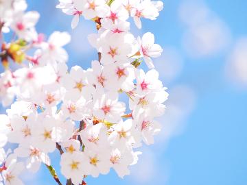 【お花見プラン】食材の宝庫・東根の旬の会席料理と女将のオススメ花見酒で乾杯！やまがたの春を満喫♪