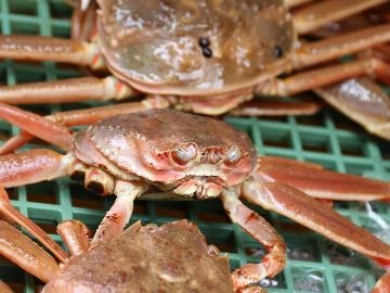 ≪さとふる専用≫【極上の活松葉ガニのフルコース】豪華絢爛!忘れられない味をお届け◎24h貸切温泉