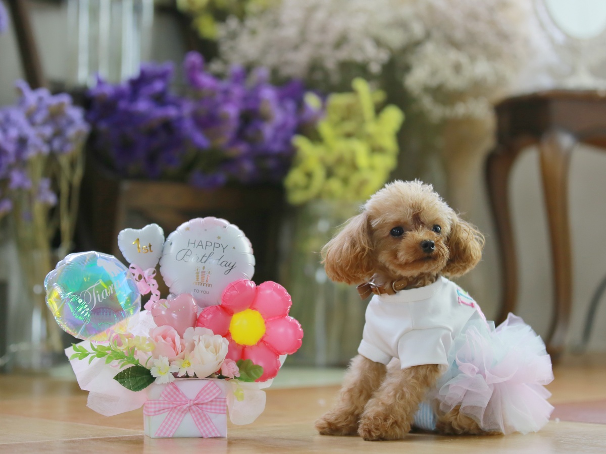 ●HP限定価格●【ワンちゃん歓迎】～ペット泊ＯＫ～やっぱり一緒が良いね♪愛犬と清里旅を満喫☆素泊