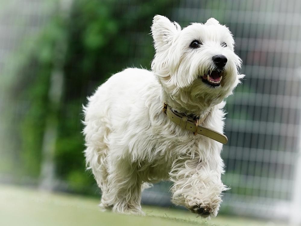 【平日月～木限定プラン】飲み放題特典付！★ペット専用★わんこと一緒に自然満喫！≪1泊2食≫