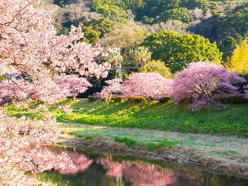 【 2026年・早春限定 】徒歩1分で桜並木!みなみの桜と菜の花まつり-2食付-