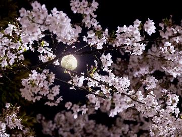 【春限定・1日3組】お部屋から夜桜を愛でる特別なひととき～お菓子とお茶の特典付き贅沢お花見～
