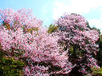 春爛漫♪郡上のお花見スポットへＬｅｔ’ｓ Go～！  旦那の気まぐれおまかせプラン