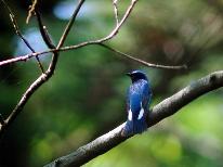 野鳥の宝庫戸隠高原♪食事もセットで満喫のバードウォッチングプラン【1泊2食付】　