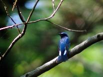 ＜特典付＞野鳥の宝庫戸隠高原♪食事もセットで満喫のバードウォッチングプラン【1泊2食付】　