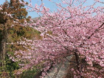 【河津桜まつりと伊豆高原の桜】早春のお花見で春を先取り！仙台牛ステーキ de グルメ会席♪