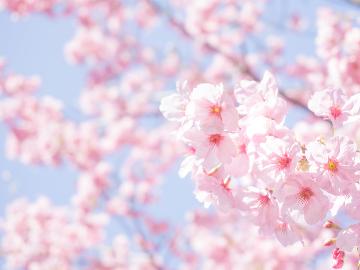 【期間限定】桜色の那須高原をめぐる春のとち旅！お花見応援☆春風ティータイム特典付《素泊まり》