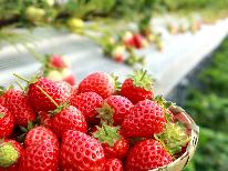 【期間限定】いちごの生産量日本一☆栃木の美味しいいちご狩りに出かけよう♪