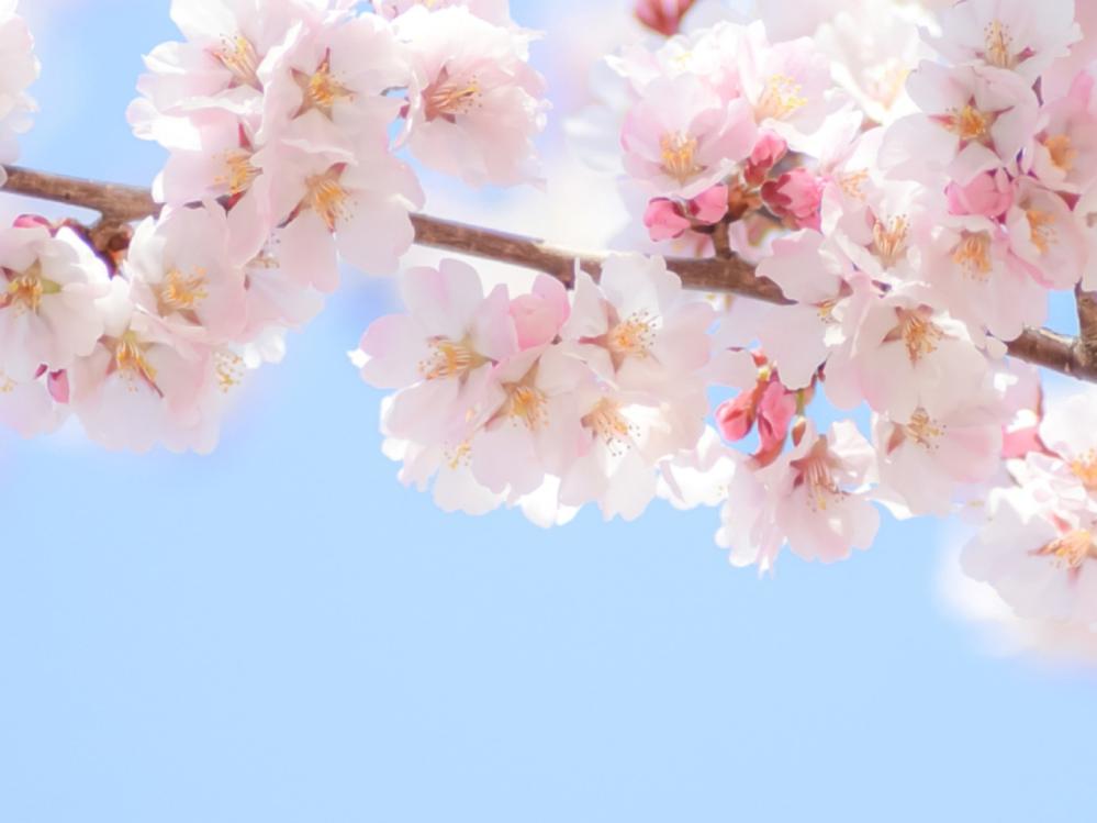 【公式HP限定価格】【直前割★GWもお二人で1000円OFF！】*桜咲く高原の春*カップルで楽しむ大人旅♪■1泊2食付