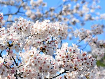 【お花見】春は桜を見ながらのんびり♪うれしい3大特典☆