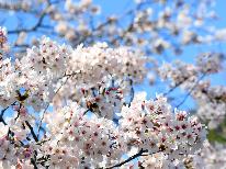 【お花見】春は桜を見ながらのんびり♪うれしい3大特典☆