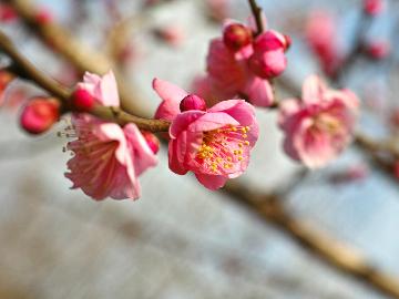 【湯河原×お花見】4,000本の梅の香りに包まれて♪早春の湯河原と天然温泉！温泉貸切も可能《特典付き》