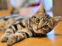 【 ネコの日 】クッチェッタコース◆22日にご予約した方限定＜猫ちゃん宿泊無料＞ －2食付-