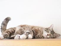【 ネコの日 】パエリア◆22日にご予約した方限定＜猫ちゃん宿泊無料＞-2食付-