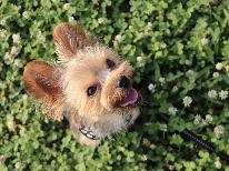 【犬の日】鉄板グリル-みっかび牛-◆1/11限定!ワンちゃん1匹宿泊無料!-特典付-