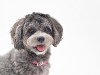 【 犬の日 】クッチェッタコース◆1/11限定!ワンちゃん1匹宿泊無料!-特典付-