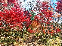 数千本のドウダンツツジが赤く染まる!喧騒忘れる紅葉プラン★ - 1泊2食付 -