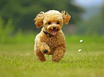 【ペットと泊まれる】愛犬と一緒にアウトドアデビューにも♪