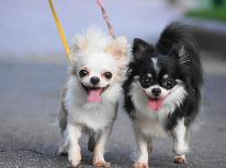 【ワンちゃん無料】1日2室限定◆大切な愛犬と素敵な思い出を♪≪予約前の電話確認必須≫