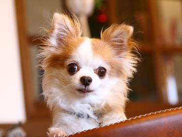 愛犬憩い宿GLUCK 伊豆高原