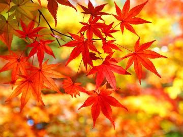 お日にち限定プラン★秋の行楽シーズン到来★旬の味覚を味わい、絶景の紅葉露天も楽しめる♪【1泊2食付】