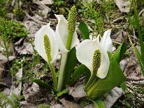 ★GWは片品へ★水芭蕉の森、天王桜・・・各方面アクセス良好♪2食付