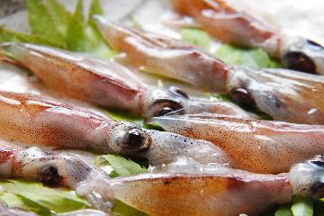 大型船で水揚げされ始めてるよ 春を先取り！ほたるいか爛漫盛り込み会席