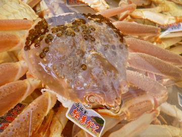 1月からはこちら ご自身の舌でぜひ！地元浜坂港水揚げの【浜坂ブランド 活松葉ガニ&カニ天ぷら付き】プラン