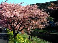 【河津桜・みなみの桜と菜の花まつり】伊豆の旨いもの食べつくし★伊勢海老も★お花見プラン