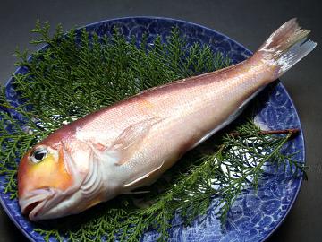 【期間限定】今しか食べられない！『若狭ぐじの塩焼き』が付いた季節会席〔1泊2食付〕