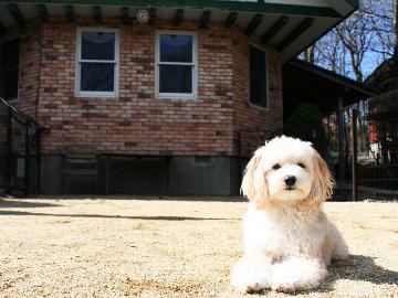 30周年記念プラン★愛犬の同伴料金が1頭無料★内湯リニューアルでくつろぎの湯時間≪1泊2食≫