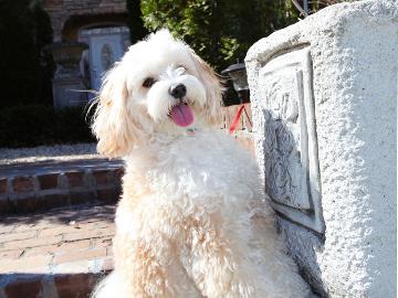 公式サイト 愛犬と泊まれるプチホテル ザ ハートフィールドイン 公式サイト 愛犬と泊まれるプチホテル ザ ハートフィールドイン