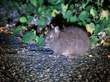 【2食付】天然記念物のアマミノクロウサギを見に行こう♪島ガイドがご案内致します