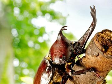 【★昆虫の王国★】芝生の上でBBQ＆夜はカブトムシ、クワガタ捕り！お子様の自由研究にもぜひ！【１泊２食