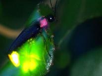 【ホタルを愉しむ夜】幻想的な光に癒されよう☆ホタル鑑賞付き宿泊プラン～特上会席～