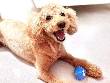 ★公式HP限定価格★【ペット専用×冬季限定＆２大特典】ペットと一緒に♪他では食べられない≪絶品ヤマメしゃぶ≫【1泊２食】