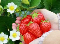 《いちご狩り体験》冬休み・春休みのファミリー旅行にもオススメ◎いちご大国・栃木いちご満喫♪