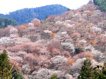 【3/20~4/26限定】オリジナル鴨鍋プラン【貸切眺望風呂付】