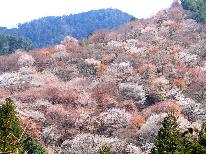 【3/26～4/16限定】絶景☆吉野の桜を満喫♪春のさくら会席プラン
