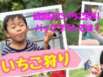 【いちご狩りパック】当館より車で約10分！直営農場にていちご狩り付き！もぎたてイチゴをどうぞ♪朝食付
