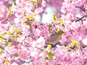 ◆河津桜★下田港直送の新鮮魚介をお部屋食でゆっくり！天然温泉は貸切OK♪《スタンダード2食付き》