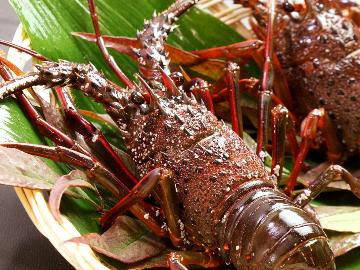 【伊勢海老】旬魚の刺盛や豆乳しゃぶしゃぶ♪さらに伊勢海老のお刺身がついたグレードアッププラン★