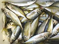 ☆サビキ釣り体験☆自分で釣った魚を味わおう☆手ぶらでOK！初心者でも簡単なサビキ釣り体験プラン♪
