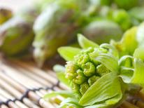 期間限定【1泊2食】山形にも春が来た★山菜鍋と山形銘酒1本サービス特典付！春の味覚満載の板前料理♪