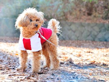 【 ワンちゃんと泊まろう 】2食付◆  ”静岡産” 新鮮な食材を使用したお料理◇愛犬とサンビーチを散歩♪