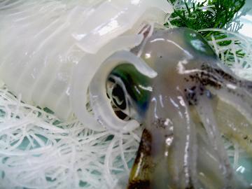 【今だけ！！期間限定】☆獲れたて！活あおりいかご馳走コース☆