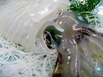 【今だけ！！期間限定】☆獲れたて！活あおりいかご馳走コース☆
