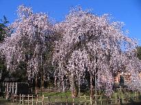 ★第40回ふくい桜まつり、お花見満喫！朝食付プラン★